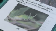 250730 親子自然観察会「榛名平公園を歩き昆虫と植物を探そう」